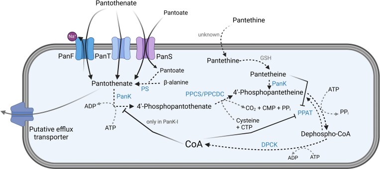 Coenzyme A metabolism: a key driver of gut microbiota dynamics and metabolic profiles.