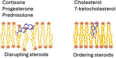 Steroids and steroid-like compounds alter the ion permeability of phospholipid bilayers via distinct interactions with lipids and interfacial water†