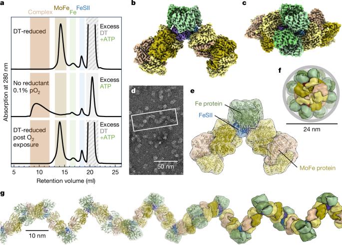 Conformational protection of molybdenum nitrogenase by Shethna protein II