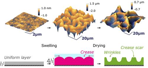Swelling and Evaporation Determine Surface Morphology of Grafted Hydrogel Thin Films