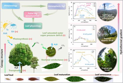Combined Impacts of Climate and Tree Physiology on Mercury Accumulation in Tropical and Subtropical Foliage and Robust Model Parametrization
