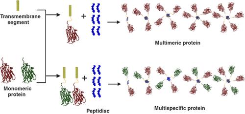 Peptidisc-Assisted Hydrophobic Clustering Toward the Production of Multimeric and Multispecific Nanobody Proteins