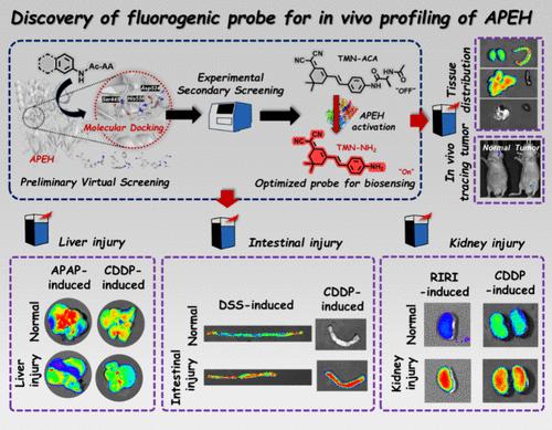 Discovery of an Enzyme-Activated Fluorogenic Probe for In Vivo Profiling of Acylaminoacyl-Peptide Hydrolase
