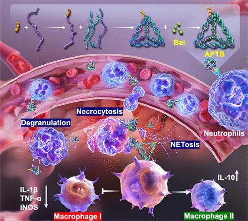 Framework Nucleic Acid-Based and Neutrophil-Based Nanoplatform Loading Baicalin with Targeted Drug Delivery for Anti-Inflammation Treatment