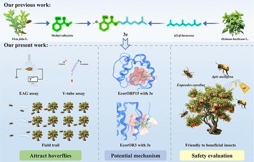 The Hoverfly Attracting Property of a Methyl Salicylate-Containing (E)-β-Farnesene Analog (3e) and Potential Mechanism by Mediating the EcorOBP15 and EcorOR3
