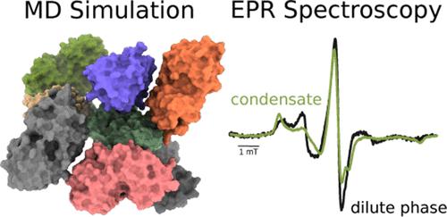 A Combined Approach to Extract Rotational Dynamics of Globular Proteins Undergoing Liquid–Liquid Phase Separation