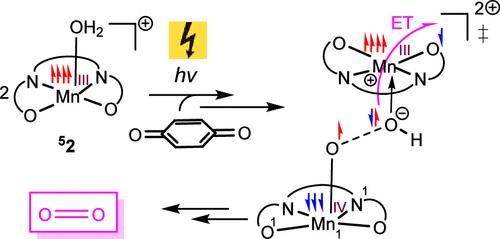 On the Mechanism of Light-Driven O2 Evolution by the Mn(III) Complex [Mn(salpd)(OH2)]+ and Quinone