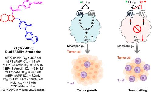 Subtle Structural Modifications Spanning from EP4 Antagonism to EP2/EP4 Dual Antagonism: A Novel Class of Thienocyclic-Based Derivatives