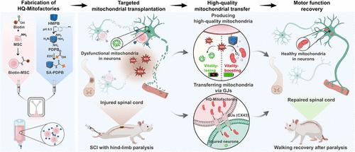 Nanoenzyme-Anchored Mitofactories Boost Mitochondrial Transplantation to Restore Locomotor Function after Paralysis Following Spinal Cord Injury