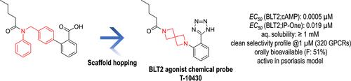 Identification of a Chemical Probe for BLT2 Activation by Scaffold Hopping