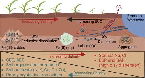 Destabilization of Soil Carbon After Saltwater Intrusion in Coastal Agricultural Soils