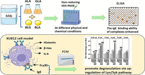 Dietary Linolenic Acid Enhances IgE Binding to Bovine α-Lactalbumin/β-Lactoglobulin and Promotes KU812 Basophil Degranulation via Upregulation of the Lyn/Syk Pathway
