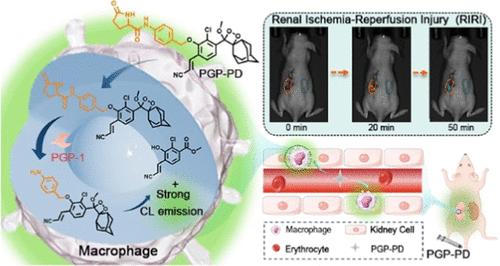 Chemiluminescent Probe for Enhanced Visualization of Renal Ischemia-Reperfusion Injury via Pyroglutamate Aminopeptidase-1 Activation