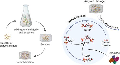 Beyond CO2 Storage: Enzyme-Amyloid Fibril Catalytic Hybrids for Long Cascade Reactions Converting CO2 into Fructose