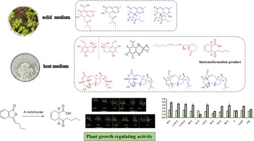 Metabolites, Biotransformation, and Plant-Growth Dual Regulatory Activity from Aspergillus nishimurae Uncovered by the Fermentation Interaction with a Host