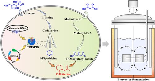 Metabolic Engineering of Escherichia coli for De Novo Biosynthesis of the Platform Chemical Pelletierine