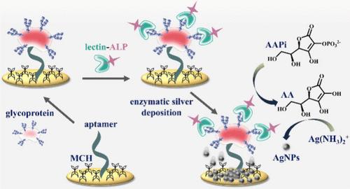 Lectin-Mediated Labeling of Alkaline Phosphatase for Enzymatic Silver Deposition-Based Electrochemical Detection of Glycoprotein Tumor Markers