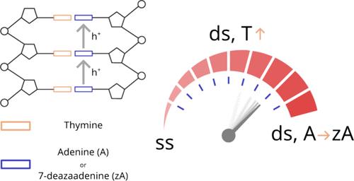 Modulating Charge Transfer Kinetics along Poly Adenine: Chemical Modifications, Temperature, and Conformational Effects