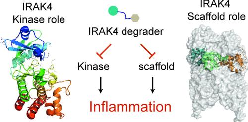 Interleukin-1 Receptor-Associated Kinase 4 (IRAK4) Degraders for Treating Inflammatory Diseases: Advances and Prospects