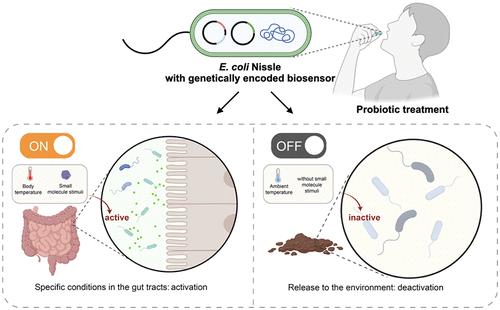 Genetically Encoded Biosensors for Constrained Biological Functions in Probiotic Escherichia coli Nissle
