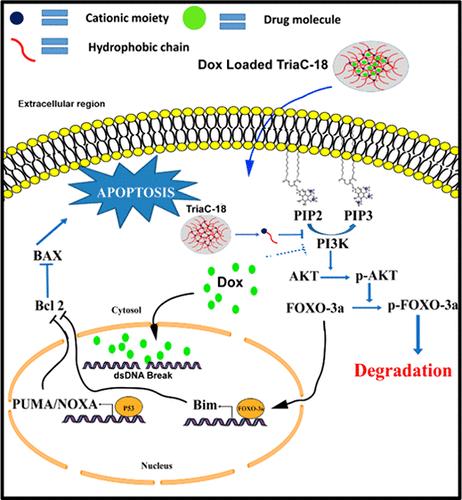 Design and Synthesis of Triazine-Based Hydrogel for Combined Targeted Doxorubicin Delivery and PI3K Inhibition