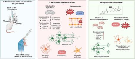 Protective effects of the PPAR agonist bezafibrate against disruption of redox and energy homeostasis, neuronal death, astroglial reactivity, and neuroinflammation induced in vivo by D-2-hydroxyglutaric acid in rat brain