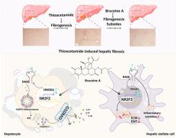 Bruceine A attenuates fibrogenesis and inflammation through NR2F2-regulated HMGB1 inflammatory signaling cascades in hepatic fibrosis