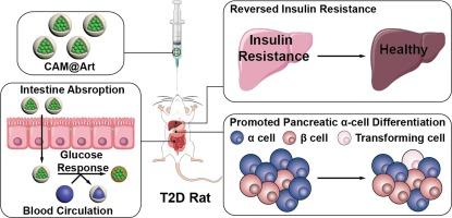 Oral glucose-responsive nanoparticles loaded with artemisinin induce pancreatic β-cell regeneration for the treatment of type 2 diabetes