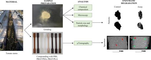 Biodegradability of tomato stem-reinforced composites: Towards a virtuous approach to local and circular waste upcycling