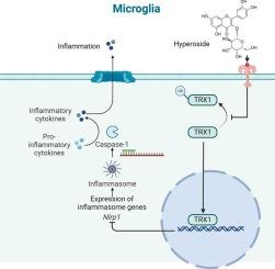 Hyperoside alleviates depressive-like behavior in social defeat mice by mediating microglial polarization and neuroinflammation via TRX1/NLRP1/Caspase-1 signal pathway