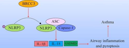 Deletion of BRCC3 ameliorates airway inflammation in asthma by inhibiting the activation of NLRP3 inflammasome
