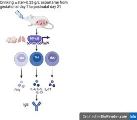 Maternal aspartame exposure alters lung Th1/Th2 cytokine balance in offspring through nuclear factor-κB activation