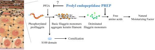 Prolyl Endopeptidase Is Involved in Filaggrinolysis and Cornification