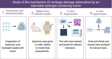 An injectable hydrogel loaded with Icariin attenuates cartilage damage in rabbit knee osteoarthritis via Wnt/β-catenin signaling pathway