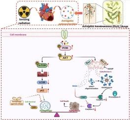 Elucidating the mechanism of action of astragalus polysaccharide on ionizing radiation-induced myocardial damage based on network pharmacology and experimental research