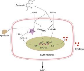 Daphnetin ameliorates intervertebral disc degeneration via the Keap1/Nrf2/NF-κB axis in vitro and in vivo