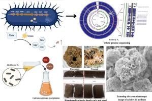 Genomic and biochemical investigations in the biomineralizing potential of an isolated marine ureolytic Bacillus sp. N₉