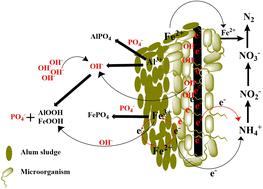 Alum sludge-driven electro-phytoremediation in constructed wetlands: a novel approach for sustainable nutrient removal†