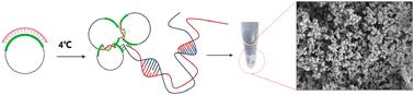 A straightforward process manipulates the dramatic morphological changes of DNA rolling circle amplification products†