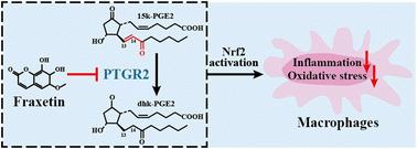 Chemical proteomic profiling reveals prostaglandin termination enzyme PTGR2 as a key molecular target of natural coumarin fraxetin†