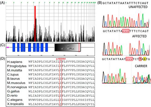 Severe neonatal hypotonia due to SLC30A5 variant affecting function of ZnT5 zinc transporter