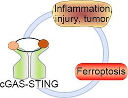 The role of cGAS-STING signaling pathway in ferroptosis