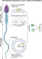 D-Mannose-Mediated metabolic pathways sustain the molecular signatures of sperm function and fertilization