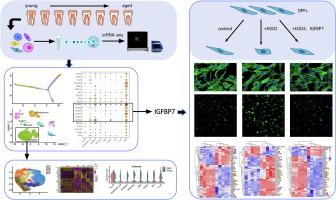 Insulin-like growth factor binding protein 7 identified in aged dental pulp by single-cell RNA sequencing