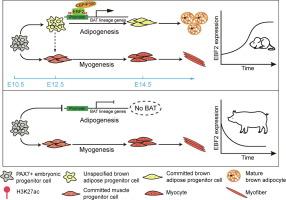 Elevated EBF2 in mouse but not pig drives the progressive brown fat lineage specification via chromatin activation