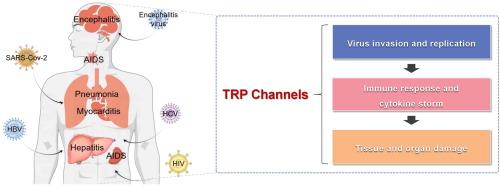 Transient receptor potential channels in viral infectious diseases: Biological characteristics and regulatory mechanisms
