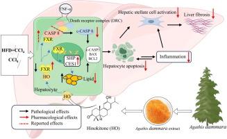 Natural small molecule hinokitone mitigates NASH fibrosis by targeting regulation of FXR-mediated hepatocyte apoptosis