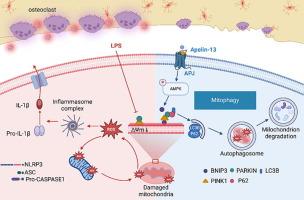 Targeting APJ drives BNIP3-PINK1-PARKIN induced mitophagy and improves systemic inflammatory bone loss