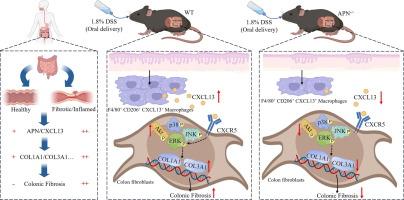 Adiponectin deficiency prevents chronic colitis-associated colonic fibrosis via inhibiting CXCL13 production