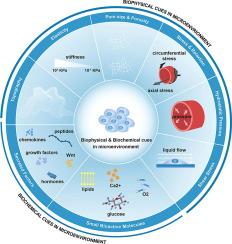 Biomechanical research using advanced micro-nano devices: In-Vitro cell Characterization focus